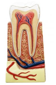 Ein medizinisches Modell eines Zahnschnitts, das die verschiedenen Schichten des Zahns zeigt, einschließlich Zahnschmelz, Dentin und Zahnmark. Man sieht auch Blutgefäße, die den Zahn versorgen, und ein Querschnitt des Kieferknochens.